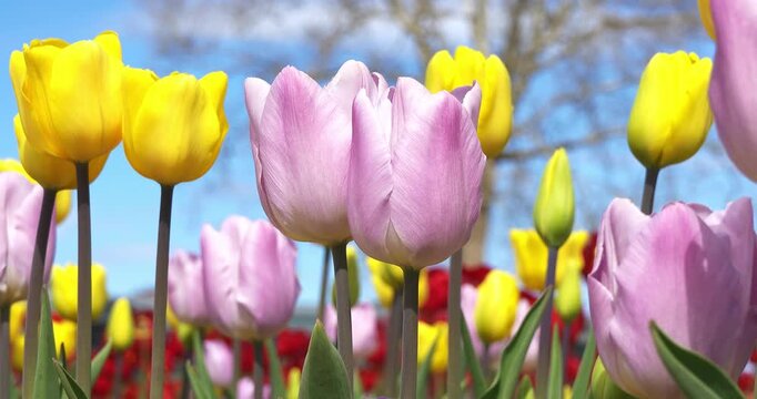 Fantastic multicolored tulips in spring