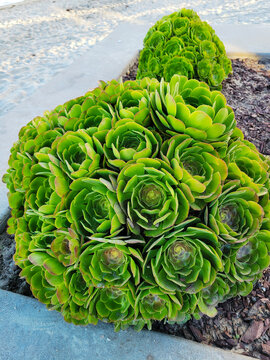 Green aeonium succulent plants growing in a large rounded cluster next to a beach walkway in San Diego California.