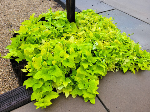 Close-up of a vibrant, chartreuse-colored ornamental sweet potato vine, Ipomoea batatas, with numerous heart-shaped to lobed leaves growing as a groundcover