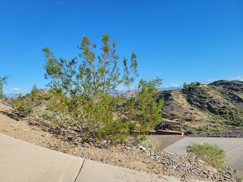 Larrea tridentata creosote bush plant growing on an arid desert hillside with Northen mountains in Phoenix, Arizona