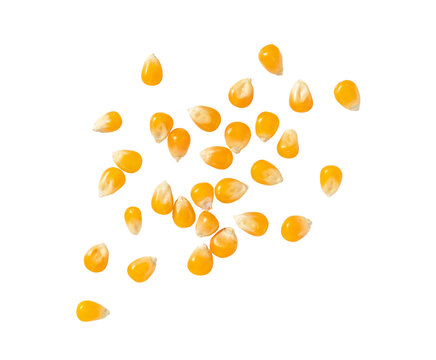 Scattered unpopped popcorn kernels isolated on transparent background