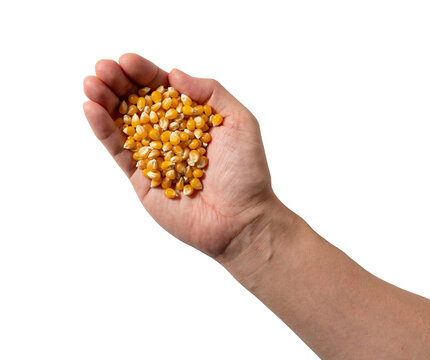 Unpopped popcorn kernels in open palm isolated on transparent background