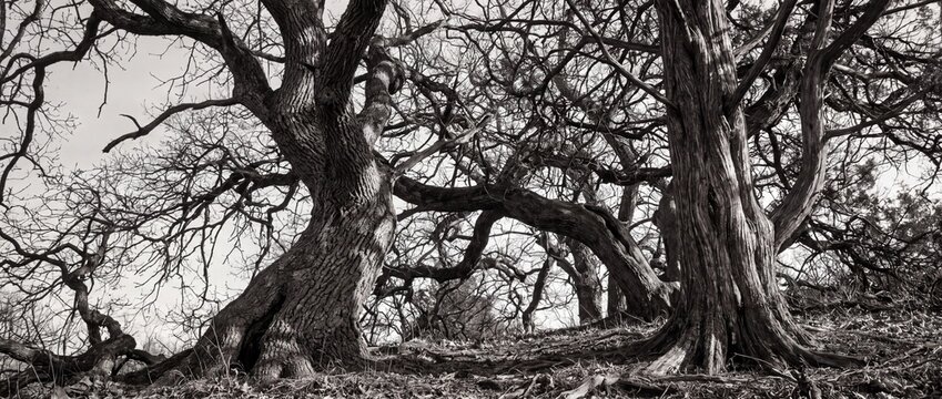 Bare ancient oak trees with twisted black and white branches in panoramic landscape forest