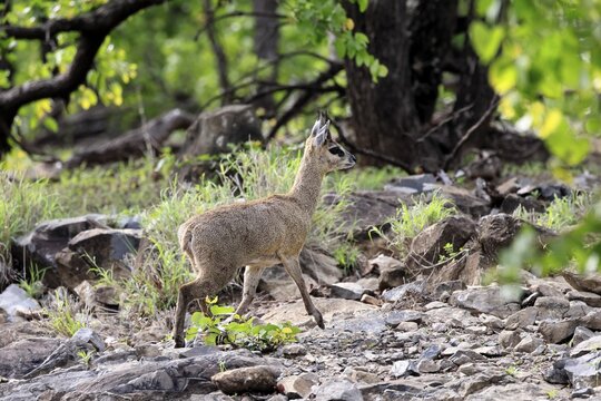 Transvaal klipspringer (Oreotragus transvaalensis), adult male running, Kruger National Park, South Africa