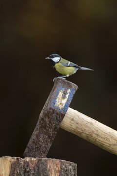 Great tit (Parus major) adult bird on an axe in a piece of wood, England, United Kingdom