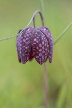Snake's head fritillary (Fritillaria meleagris), Emsland, Lower Saxony, Germany