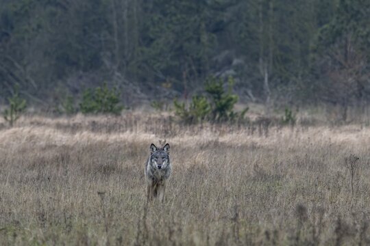 Sudden encounter with an old wolf (Canis lupus), I had hoped for wild boars, but this encounter remains unforgotten, shy, fearful, sceptical, insecure, Denmark