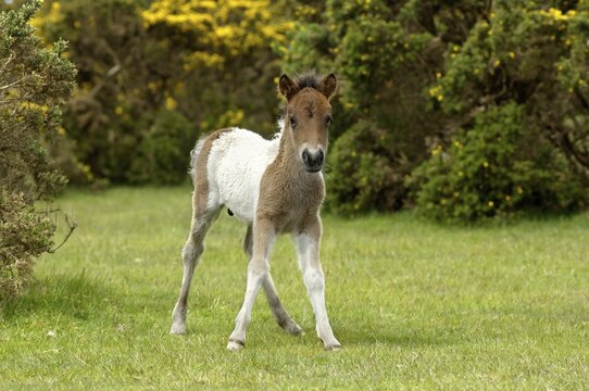 Shetland Pony south west England