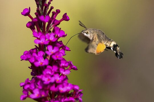 Hummingbird hawk-moth (Macroglossum stellatarum), flying, sucking nectar on flower of butterfly-bush (Buddleja davidii), Hesse, Germany