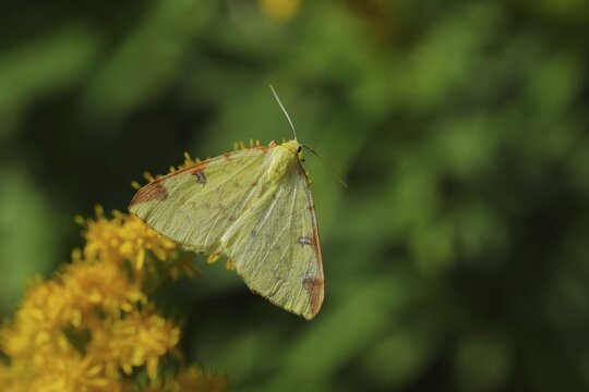 Yellow moth or Brimstone moth (Opisthograptis luteolata), sitting on European goldenrod (Solidago virgaurea), Wilden, North Rhine-Westphalia, Germany