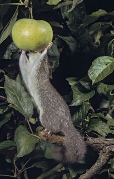 Edible dormouse, fat dormouse, glis glis, rodents, rodentia, dormice, dormice, dormouse, foraging, garden, high size, portrait format, mammals, foraging, rodents, sleepers, mixed fruit, mammals