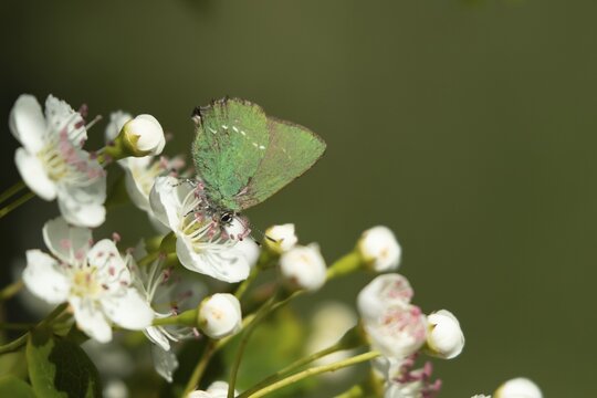 Green hairstreak butterfly (Callophrys rubi) adult insect feeding on Hawthorn flowers in spring, Suffolk, England, United Kingdom