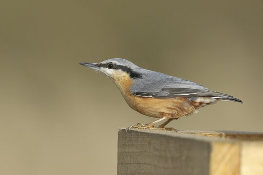Eurasian nuthatch (Sitta europaea), sitting on a post, North Rhine-Westphalia, Germany