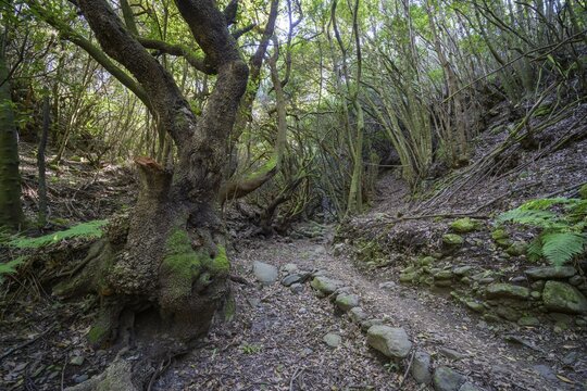 Path in Barranco Rey Magdalein, La Zarza, Garaf&iacute;a, La Palma, Spain