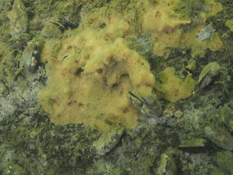 Yellow breadcrumb sponge (Halichondria panicea) and green algae on a section of a wreck, Severn Wreck (Trubbnos) dive site, Konabbsfj&auml;rden, Nyn&auml;shamn, Stockholm, Sweden