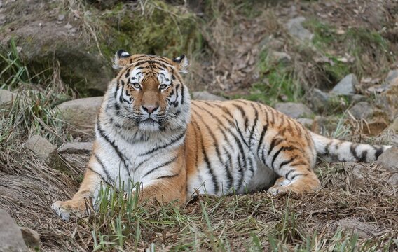 Siberian tiger (Panthera tigris altaica) lying on the ground, captive, Germany