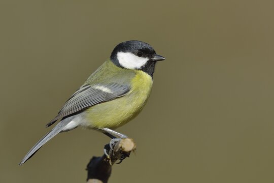 Great tit (Parus major), sitting on a branch, Wilden, North Rhine-Westphalia, Germany