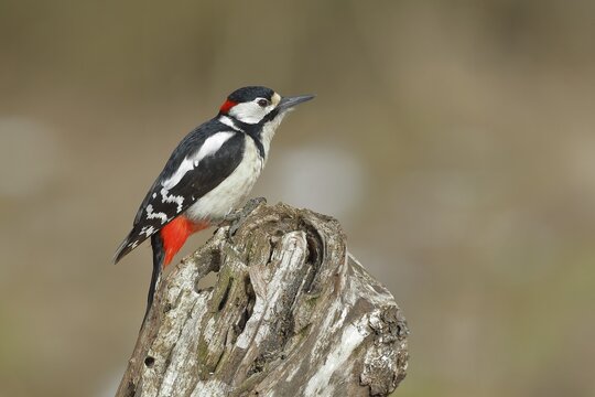 Great spotted woodpecker (Dendrocopos major), male, sitting attentively on deadwood, Wilden, North Rhine-Westphalia, Germany