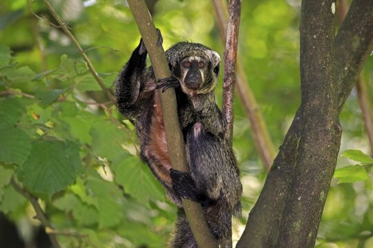 White-faced saki (Pithecia pithecia), adult, female, sitting on tree, alert, captive