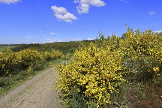 Forest path leads through a forest area destroyed by the bark beetle (Ips typographus) and overgrown by broom (Genista), flowering gorse against a blue sky, landscape, Wilnsdorf, North Rhine-Westphalia, Germany