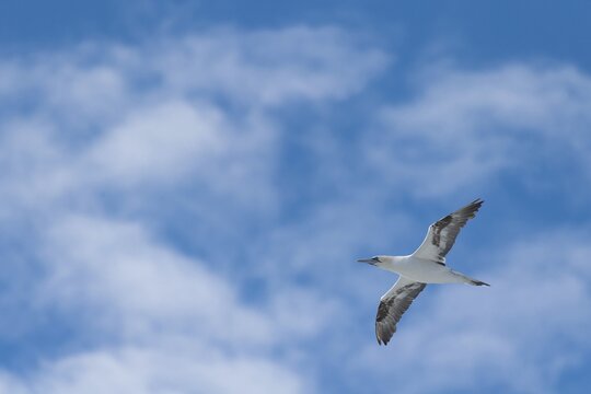 Northern gannet (Morus bassanus) in flight, North Sea