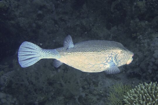 A spotted yellow boxfish (Ostracion cubicus) swims in the water, set against a dark background, at the Shaab El Erg dive site, Hurghada, Egypt, Red Sea