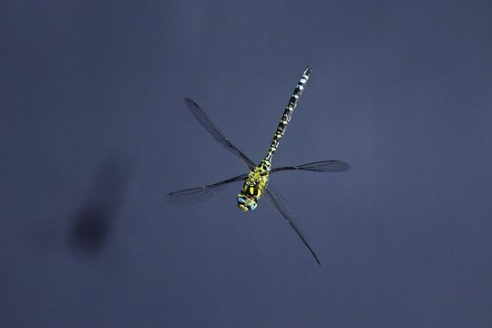 Southern Hawker (Aeshna cyanea), in flight, Lindenberg, Freiamt, Canton of Aargau, Switzerland