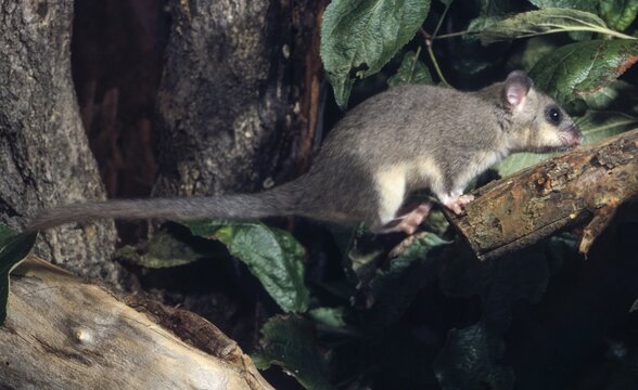 Edible dormouse, fat dormouse, glis glis, rodents, rodentia, dormice, bilche, bolt, dormice, dormouse, mammals, rodents, sleepers, jump, mammals
