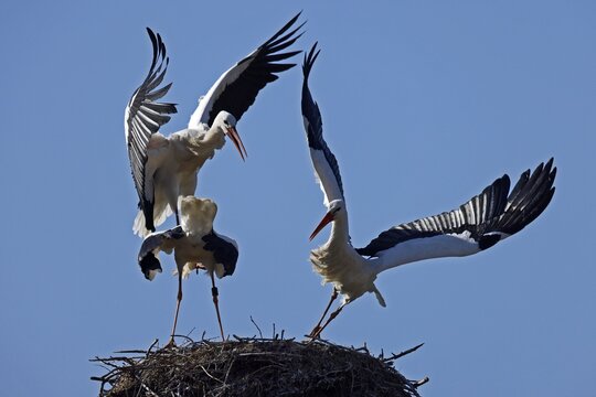 White stork (Ciconia ciconia) quarrelling on the nest, wildlife, Germany