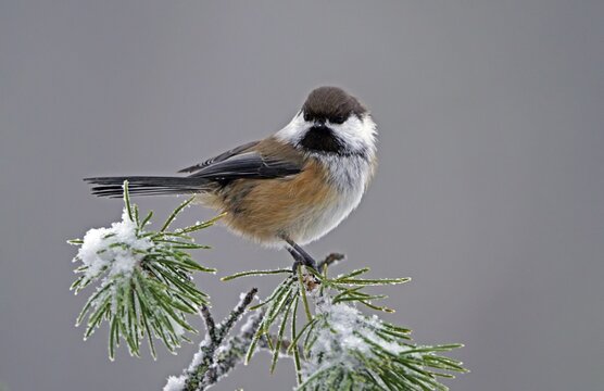 Grey-headed Chickadee (Poecile cinctus), Kuusamo, Lapland, Finland