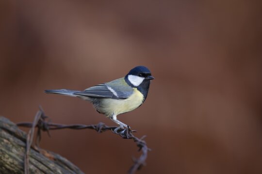 Great tit (Parus major) adult bird on a piece of barbed wire, England, United Kingdom