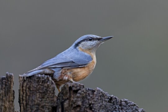 A nuthatch (Sitta europaea) in late winter, Germany