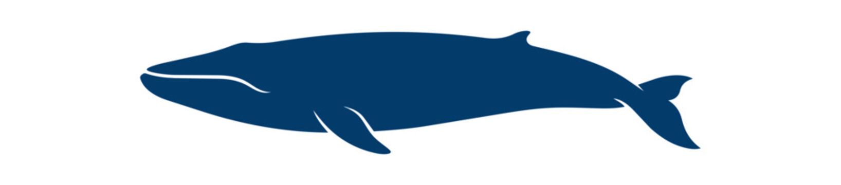 Blue Whale Silhouette Illustration on White Background.