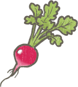 Cute hand drawn red radish vector illustration isolated