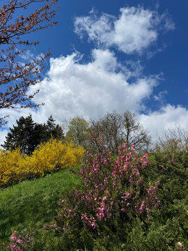 Beautiful spring landscape with blooming yellow forsythia, pink flowering almond and cherry blossoms against blue sky with clouds vertical.