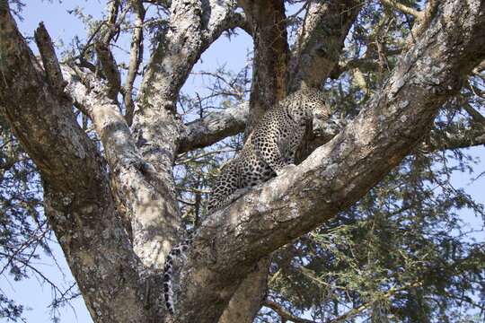 View of a leopard perched on a thick tree branch in Serengeti National Park, Mara Region, Tanzania.