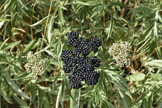 Wild dwarf elder or danewort bush with green unripe and black ripe berries. Close-up.