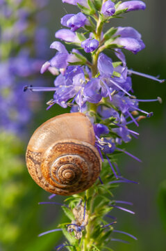 Garden snail with a banded spiral shell resting among vivid purple flower spikes in bloom