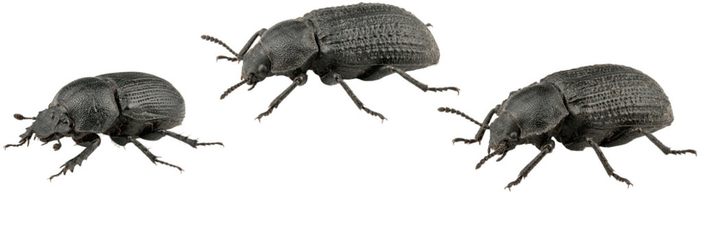 Three darkling beetles isolated transparent background