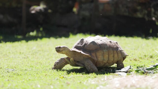 Giant african spurred tortoise walking slowly on green grass in bright sunlight