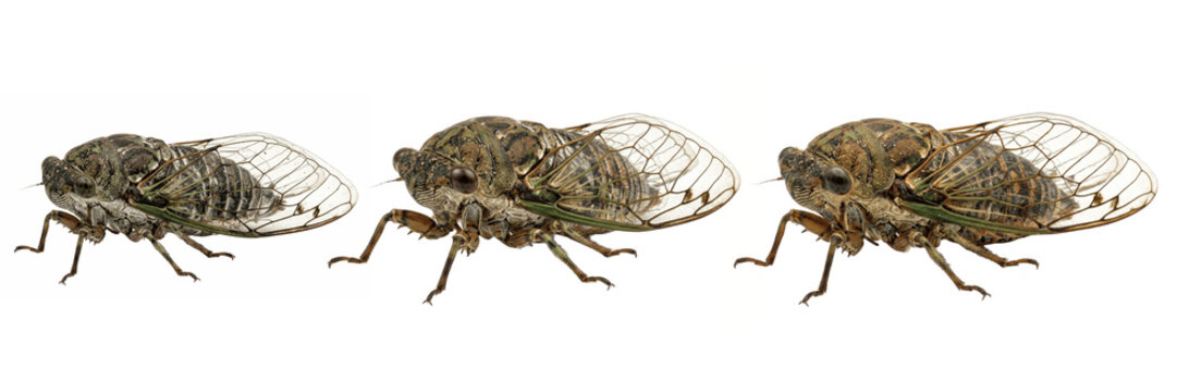 Three cicadas with transparent wings on white background