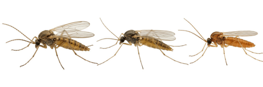 Three mosquitoes midges isolated transparent background scientific study