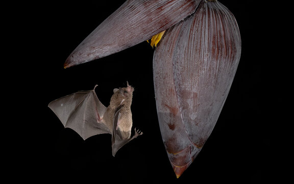 Pallas-Bl&uuml;tenfledermaus, Spitzmaus-Langz&uuml;ngler (Glossophaga soricina)