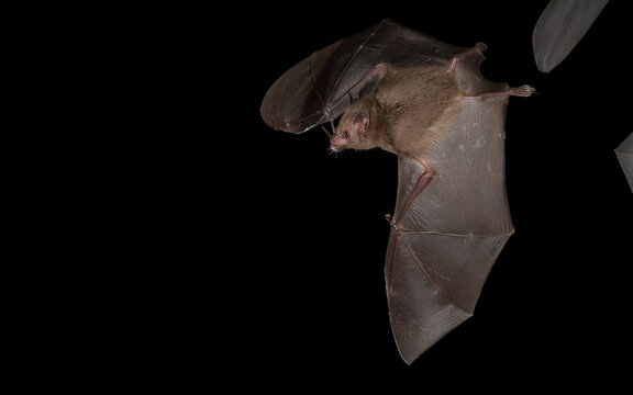 Pallas-Bl&uuml;tenfledermaus, Spitzmaus-Langz&uuml;ngler (Glossophaga soricina)