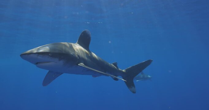 Beautiful full body video of a critically endangered oceanic white tip shark with a second shark in the background in Cat Island, Bahamas.