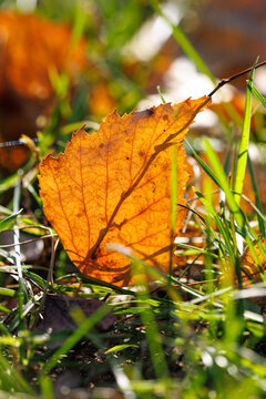 Golden leaf rests among green grass. Sunlight filters through autumn foliage.