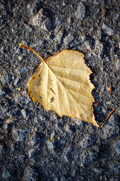Single dry leaf lies on rough asphalt surface
