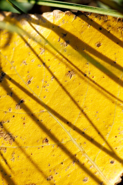 Golden leaf rests in sunlight, textured and aged. Shadow lines cross its surface, soft and angled.