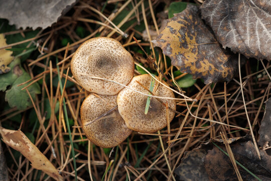 Three small brown mushrooms cluster near dry leaves
