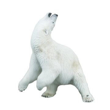A polar bear stands on its hind legs, isolated against a white background.